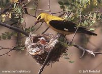 Oriolus oriolus - Golden Oriole