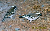 Plocepasser mahali - White-browed Sparrow-Weaver