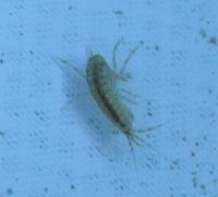 Image of: Amphipoda (amphipods)
