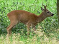 Capreolus capreolus - European Roe Deer