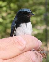 Image of: Dendroica caerulescens (black-throated blue warbler)