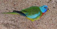 Image of: Neophema splendida (scarlet-chested parrot)