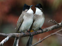 Image of: Pycnonotus xanthorrhous (brown-breasted bulbul)