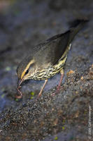 Image of: Seiurus noveboracensis (northern waterthrush)