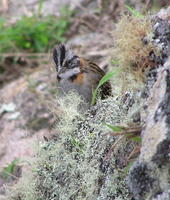 Image of: Zonotrichia capensis (rufous-collared sparrow)