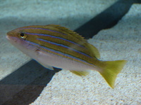 Lutjanus kasmira - Blue-banded Snapper