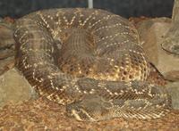 Image of: Crotalus atrox (western diamondback rattlesnake)