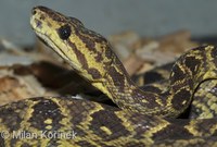 Corallus ruschenbergerii - Central American Tree Boa