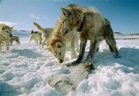 Photo: Sled Puppies