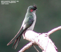 Grey-rumped Treeswift - Hemiprocne longipennis