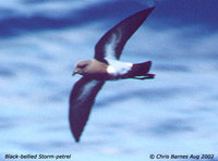 Black-bellied Storm-petrel - Fregetta tropica