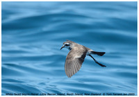 White-faced Storm-petrel - Pelagodroma marina