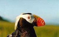 Tufted Puffin - Fratercula cirrhata