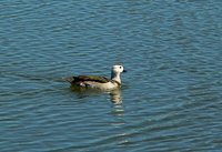 Cotton Pygmy-goose - Nettapus coromandelianus