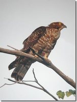 Oriental Honey-buzzard - Pernis ptilorhynchus