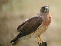 Swainson's Hawk - Buteo swainsoni