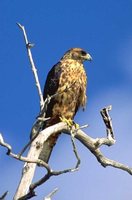 Galapagos Hawk - Buteo galapagoensis