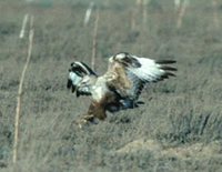 Upland Buzzard - Buteo hemilasius