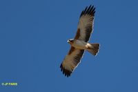 Little Eagle - Aquila morphnoides