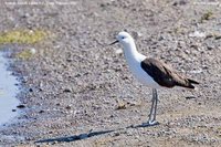 Andean Avocet - Recurvirostra andina