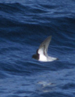 Gray-backed Storm-Petrel (Garrodia nereis) photo