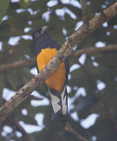 White-tailed Trogon (Trogon viridis) photo