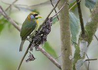 Red-headed Barbet (Eubucco bourcierii) photo