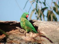 Scaly-breasted Lorikeet - Trichoglossus chlorolepidotus