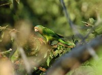 Orange-fronted Parakeet - Aratinga canicularis