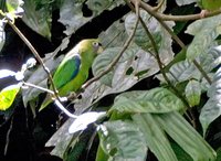 Scarlet-shouldered Parrotlet - Touit huetii