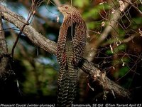 Pheasant Coucal - Centropus phasianinus