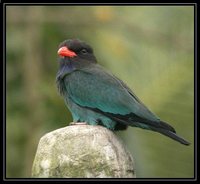 Dollarbird - Eurystomus orientalis