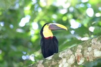 Black-mandibled Toucan - Ramphastos ambiguus