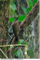 White-spotted Woodpecker - Veniliornis spilogaster