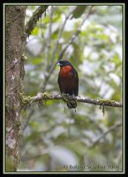 Red-ruffed Fruitcrow - Pyroderus scutatus