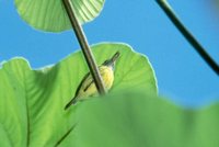 Spotted Tody-Flycatcher - Todirostrum maculatum