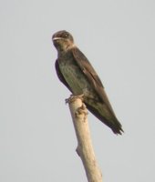 Purple Martin - Progne subis