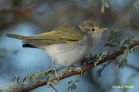 Western Bonelli's Warbler - Phylloscopus bonelli