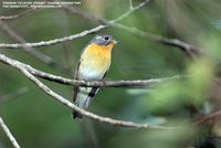 Mugimaki Flycatcher - Ficedula mugimaki