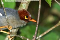 Chestnut-capped Laughingthrush - Garrulax mitratus