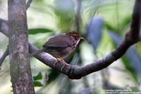 Puff-throated Babbler - Pellorneum ruficeps