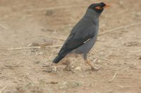 Bank Myna - Acridotheres ginginianus