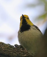 Hermit Warbler - Dendroica occidentalis