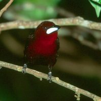 Silver-beaked Tanager - Ramphocelus carbo