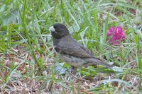 Yellow-bellied Seedeater - Sporophila nigricollis