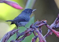 Slaty Flowerpiercer - Diglossa plumbea