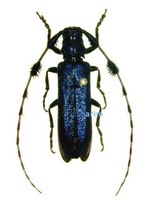 남색초원하늘소 - Agapanthia pilicornis