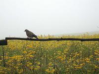 Eared Dove
