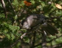 Gray Jay