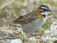 Rufous-collared sparrow